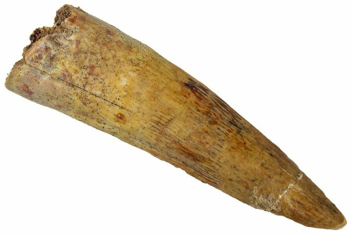 Fossil Spinosaurus Tooth - Real Dinosaur Tooth #311168